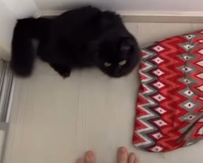 Feet of Eduarda Hippler