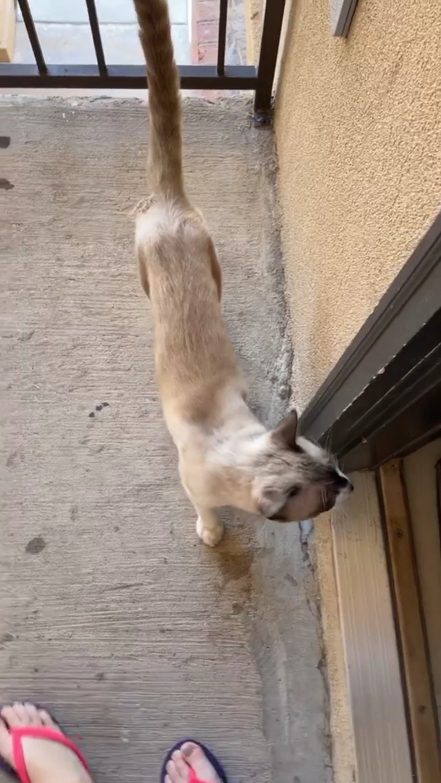 Saraí Meza feet photo 193175435 Saraí Meza feet photo 193175435 - High quality celebrity feet picture