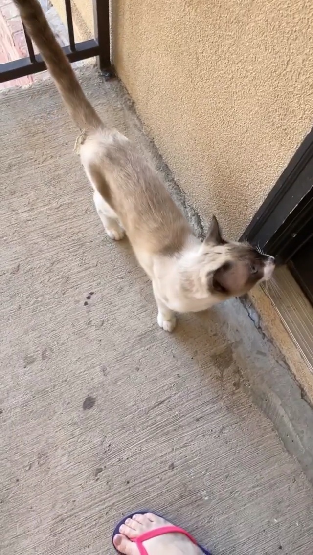 Saraí Meza feet photo 193175436 Saraí Meza feet photo 193175436 - High quality celebrity feet picture