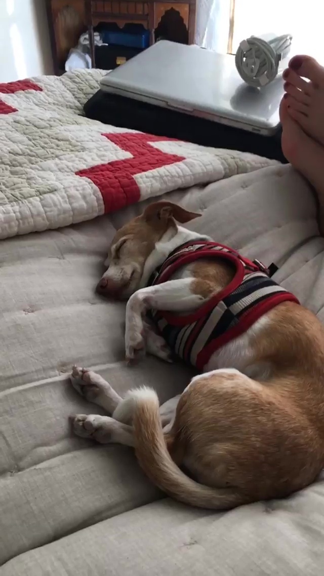 Scout Willis feet photo 193197891 Scout Willis feet photo 193197891 - High quality celebrity feet picture