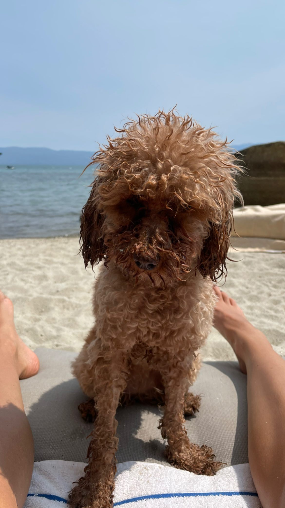 Sea Shimooka feet photo 193198292 Sea Shimooka feet photo 193198292 - High quality celebrity feet picture