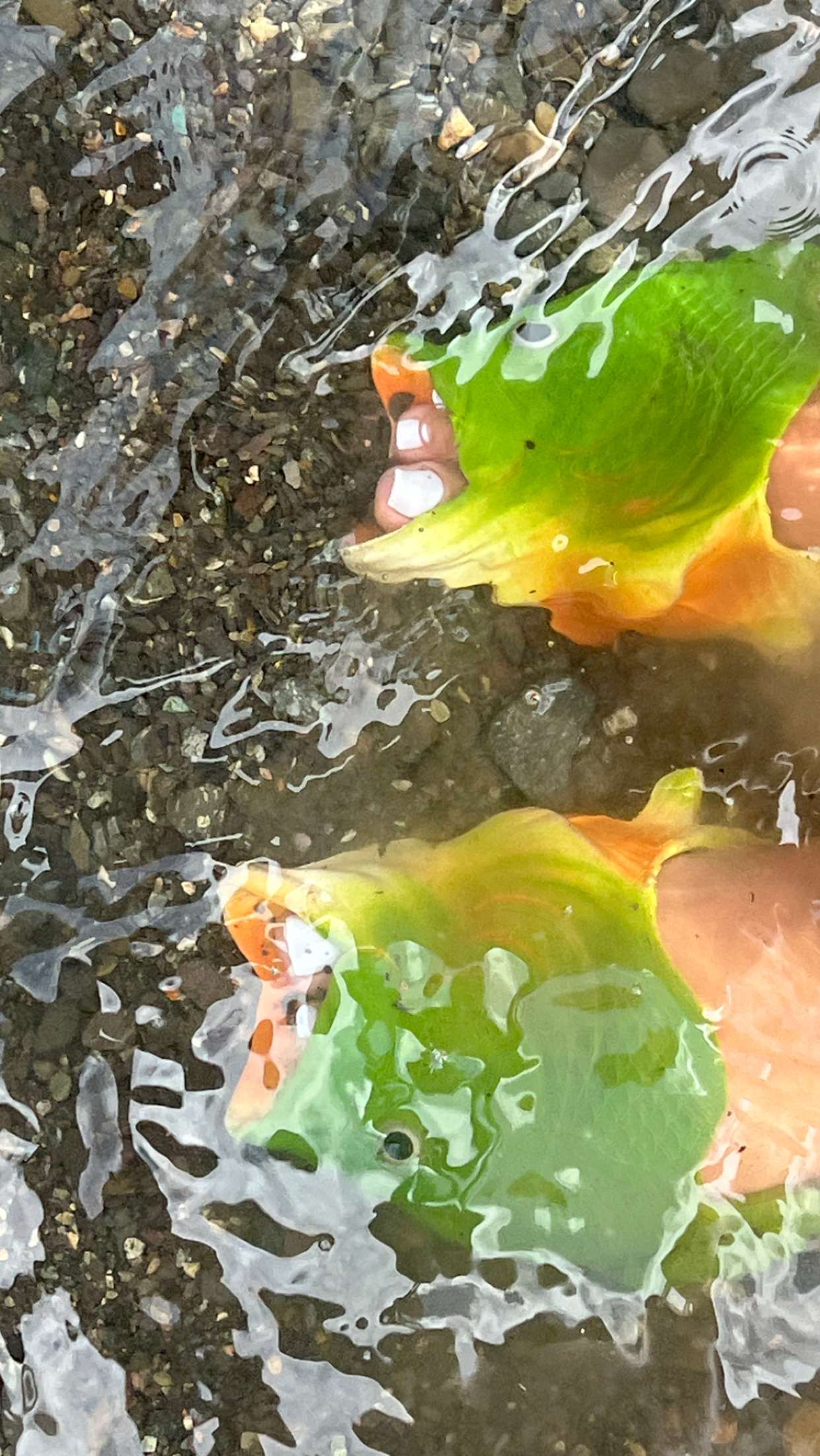 Selah Jeffries feet photo 308807874 Selah Jeffries feet photo 308807874 - High quality celebrity feet picture